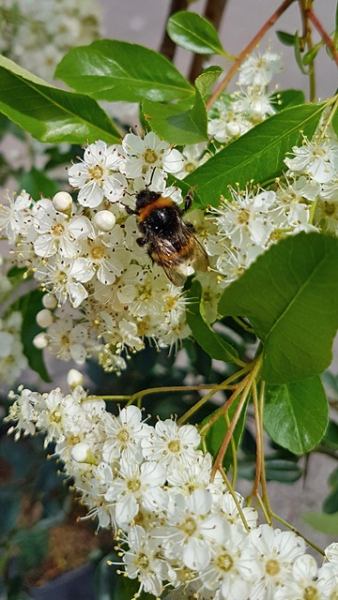 Pyracantha "Orange Charmer" - (Feuerdorn Orange Charmer),